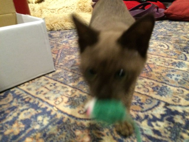Cat fetching a toy